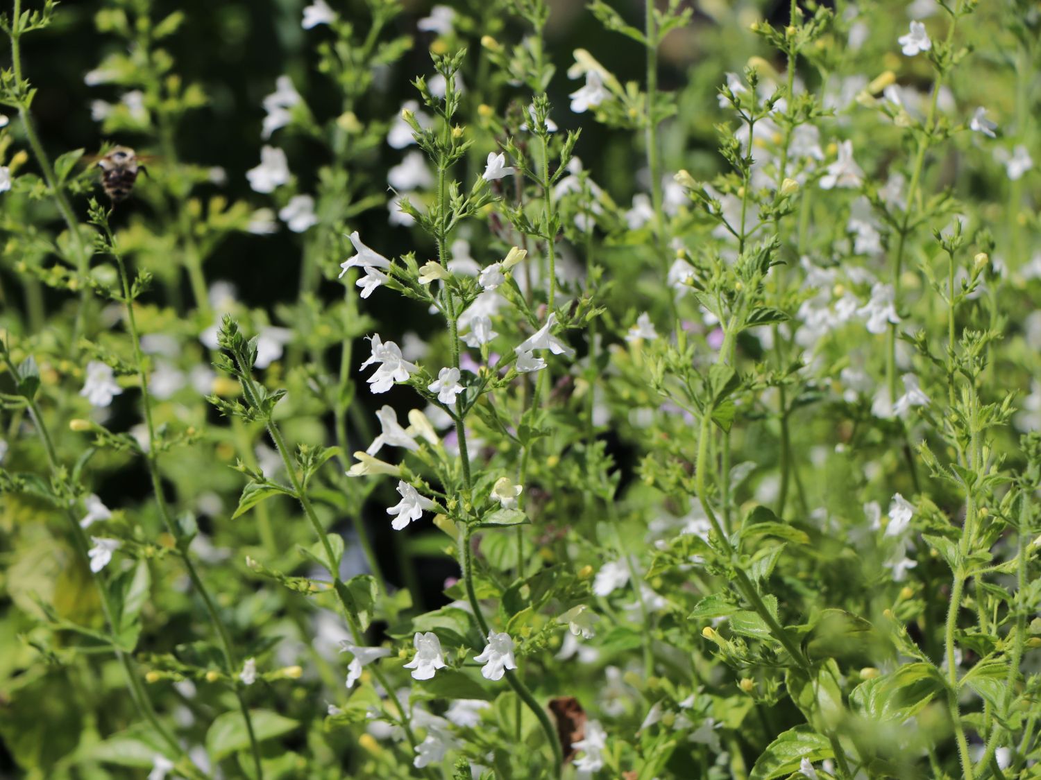 Kleinblütige Bergminze 'Weißer Riese' - Calamintha nepeta 'Weißer Riese'