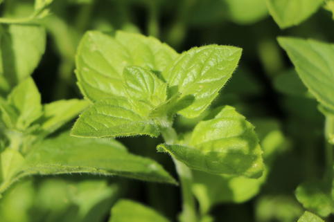 Kleinblütige Bergminze 'Weißer Riese' - Beste Sorten & Stauden-Wissen