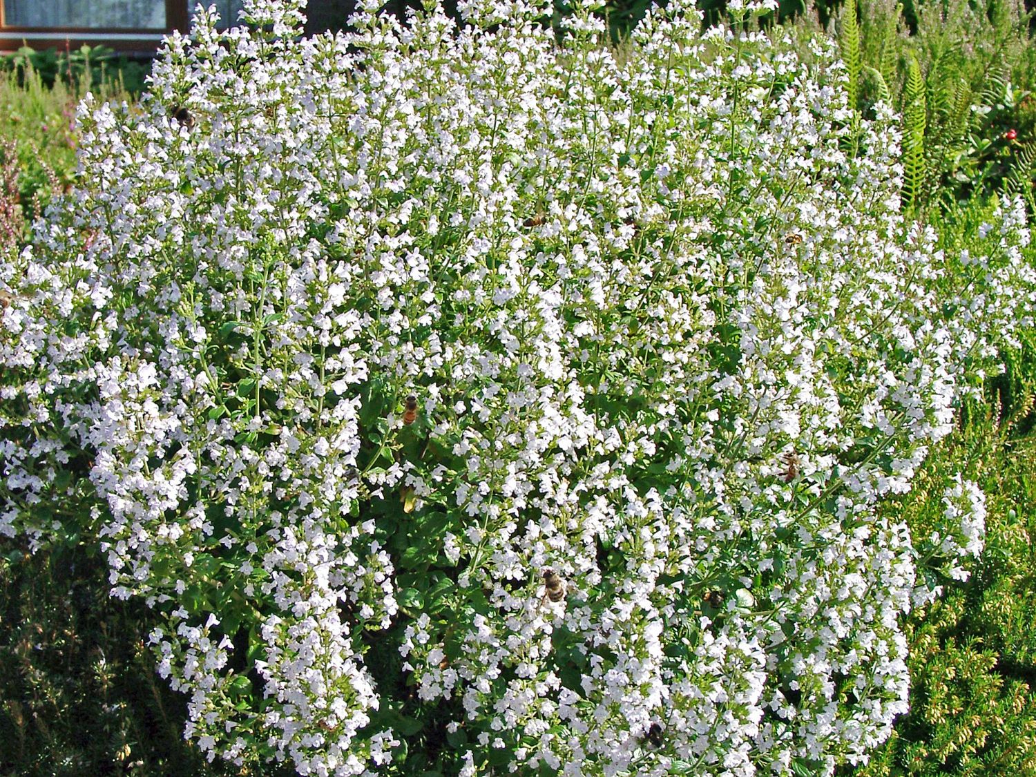 Kleinblütige Bergminze 'White Cloud' - Calamintha nepeta 'White Cloud'