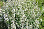 Kleinblütige Bergminze 'White Cloud' - Calamintha nepeta 'White Cloud'