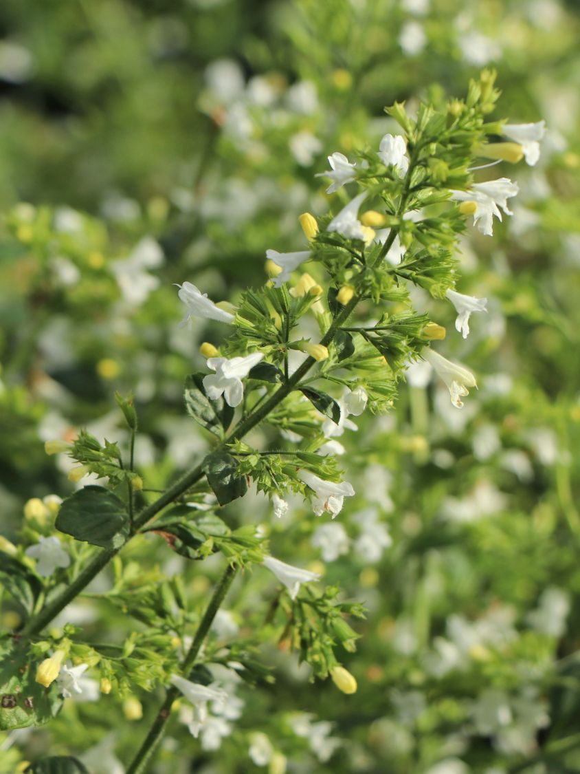 Kleinblütige Bergminze 'White Cloud' - Calamintha nepeta 'White Cloud'
