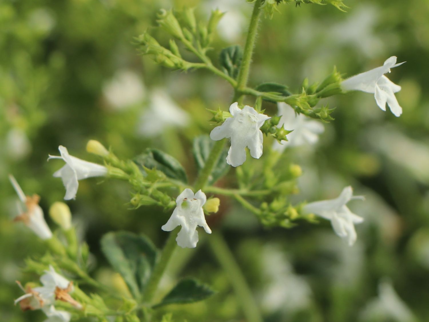 Kleinblütige Bergminze 'White Cloud' - Calamintha nepeta 'White Cloud'