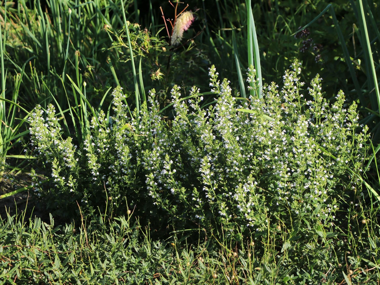 Kleinblütige Bergminze 'White Cloud' - Calamintha nepeta 'White Cloud'