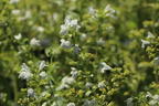 Kleinblütige Bergminze 'White Cloud' - Calamintha nepeta 'White Cloud'