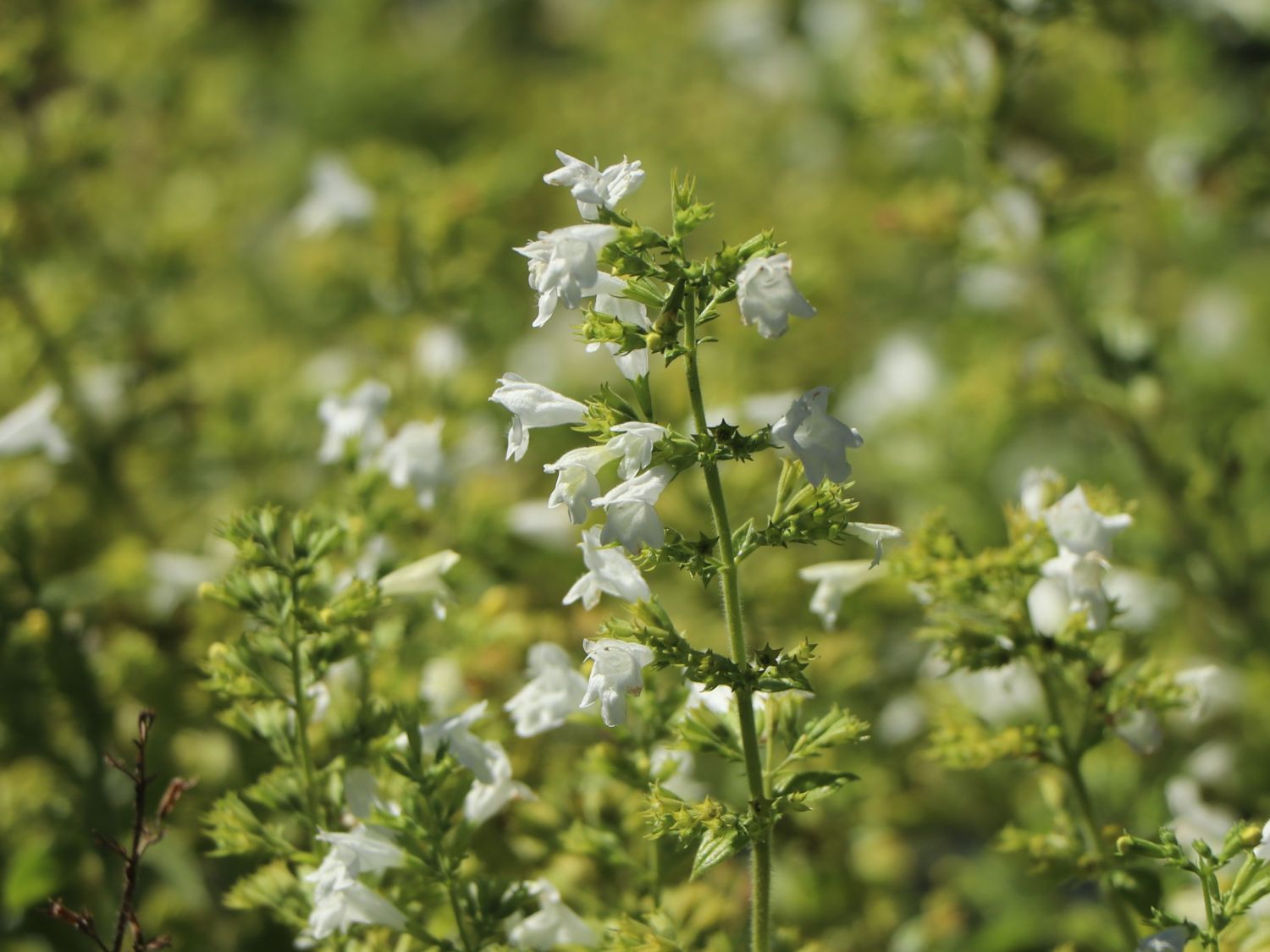 Kleinblütige Bergminze 'White Cloud' - Calamintha nepeta 'White Cloud'