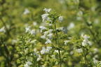 Kleinblütige Bergminze 'White Cloud' - Calamintha nepeta 'White Cloud'