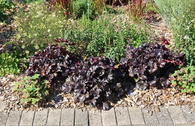 Kleinblütiges Silberglöckchen 'Black Pearl' ®