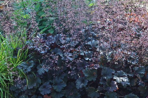 Kleinblütiges Silberglöckchen 'Dark Secret' - Heuchera micrantha 'Dark Secret'