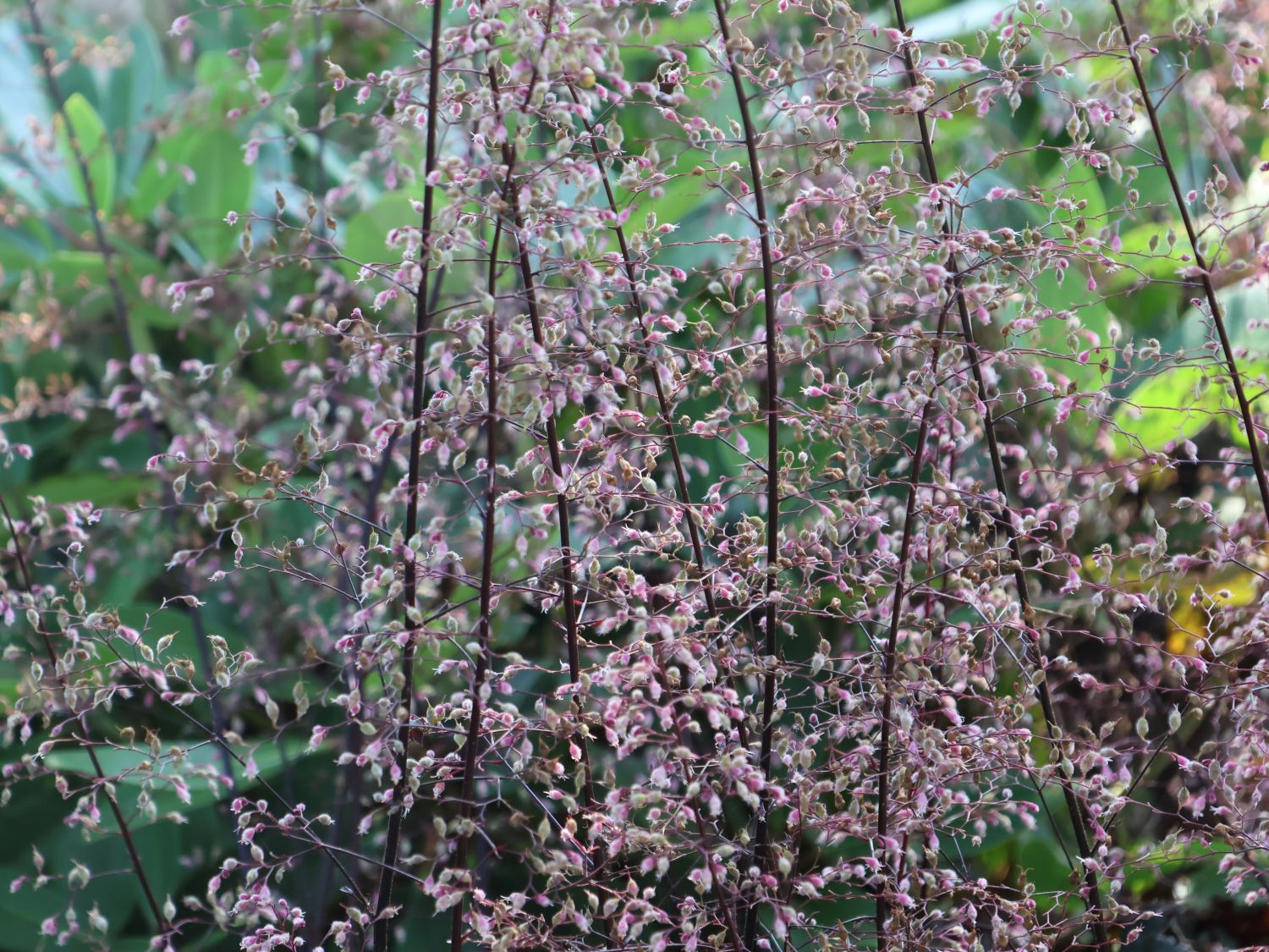 Kleinblütiges Silberglöckchen 'Dark Secret' - Heuchera micrantha 'Dark Secret'