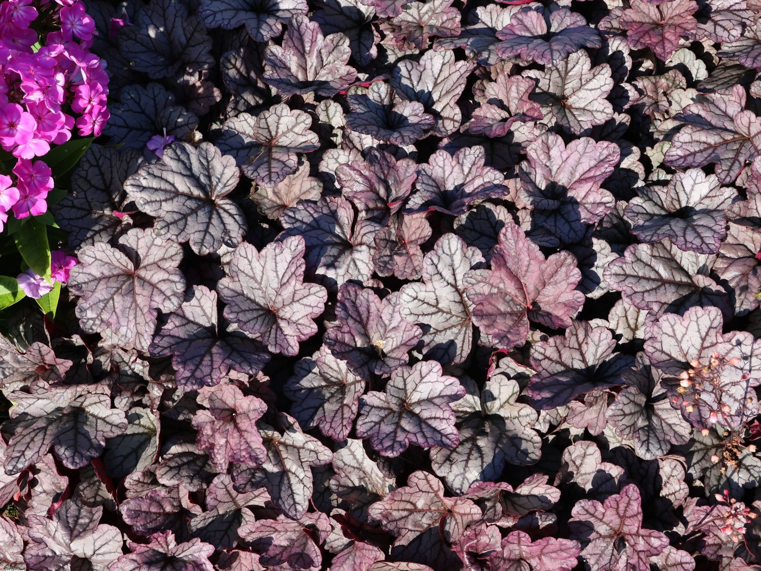 Kleinblütiges Silberglöckchen 'Sugar Plum'