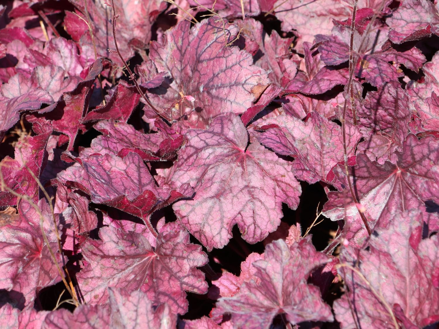 Kleinblütiges Silberglöckchen 'Wild Rose'