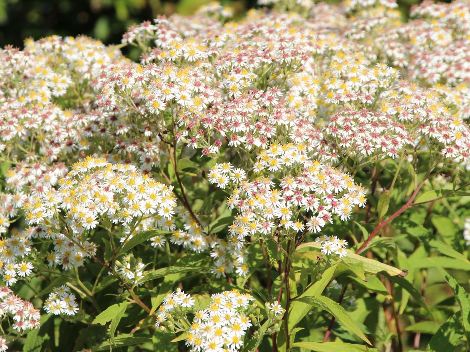 Kleinblumige Aster 'Agleni'