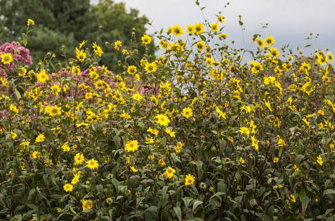 Kleinblumige Sonnenblume - Helianthus microcephalus
