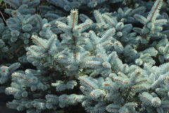 Kleine Blaufichte 'Glauca Globosa'