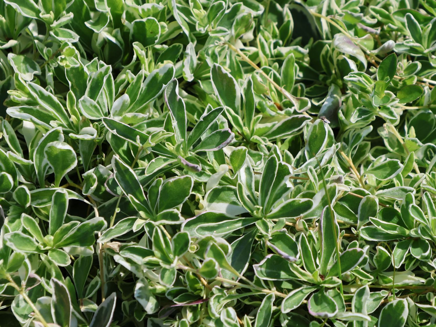 Kleine Gänsekresse 'Variegata'