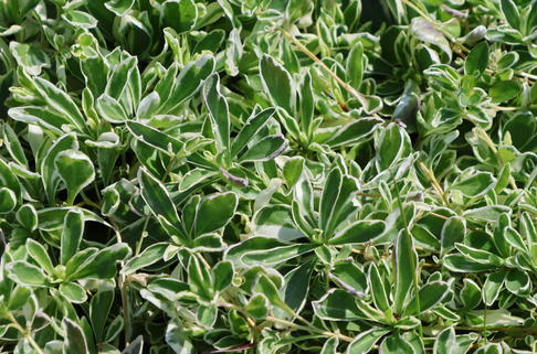 Kleine Gänsekresse 'Variegata' - Arabis ferdinandi-coburgii 'Variegata'