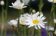 Kleine Margerite
