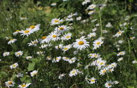 Kleine Margerite 'Maikönigin'