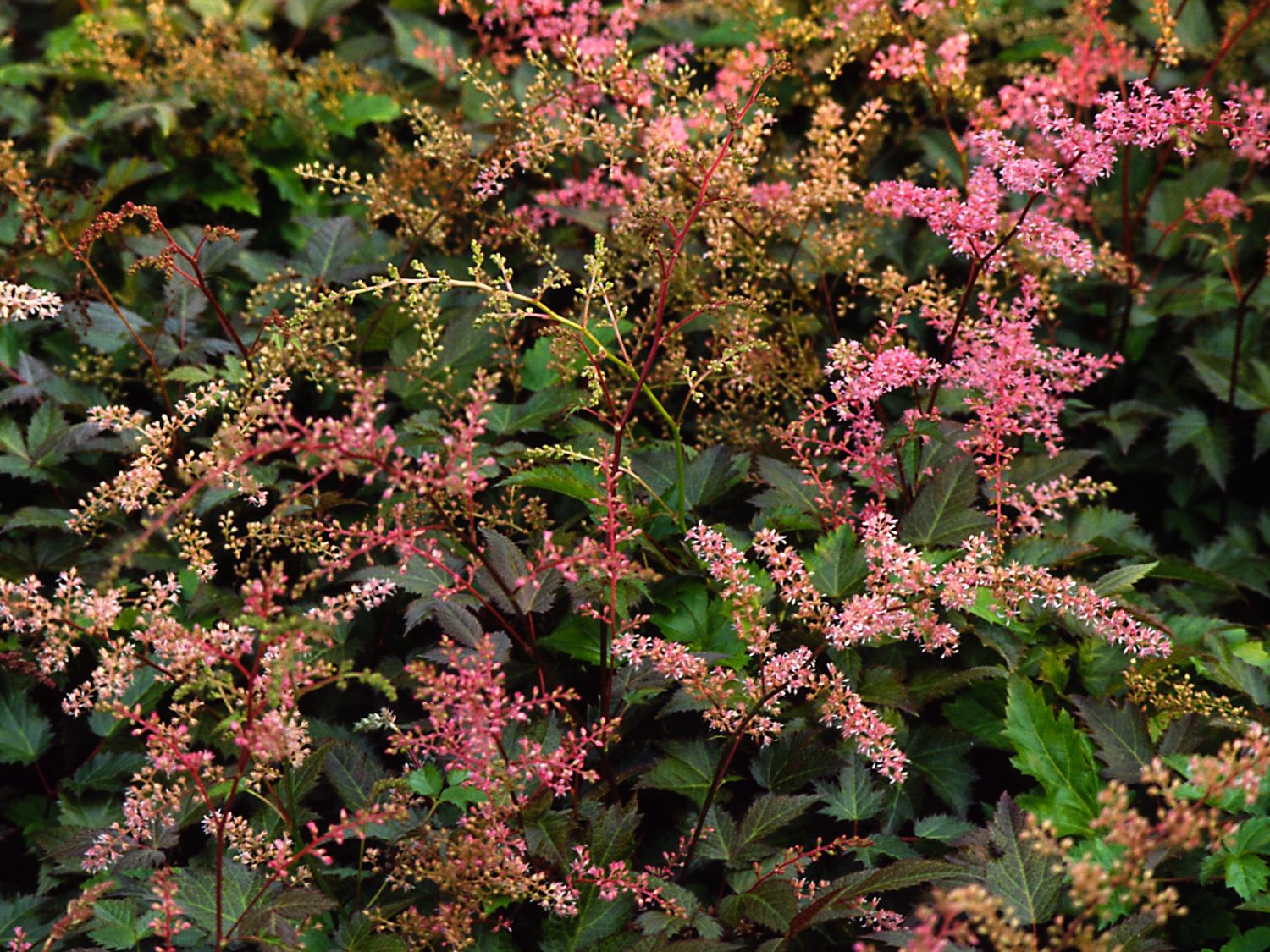 Kleine Prachtspiere 'Bronce Elegans'