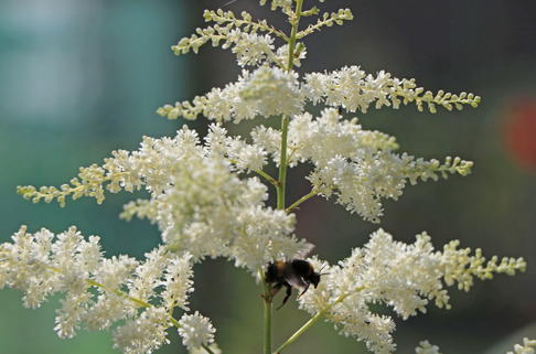 Kleine Prachtspiere 'Praecox Alba' - Astilbe simplicifolia 'Praecox Alba'
