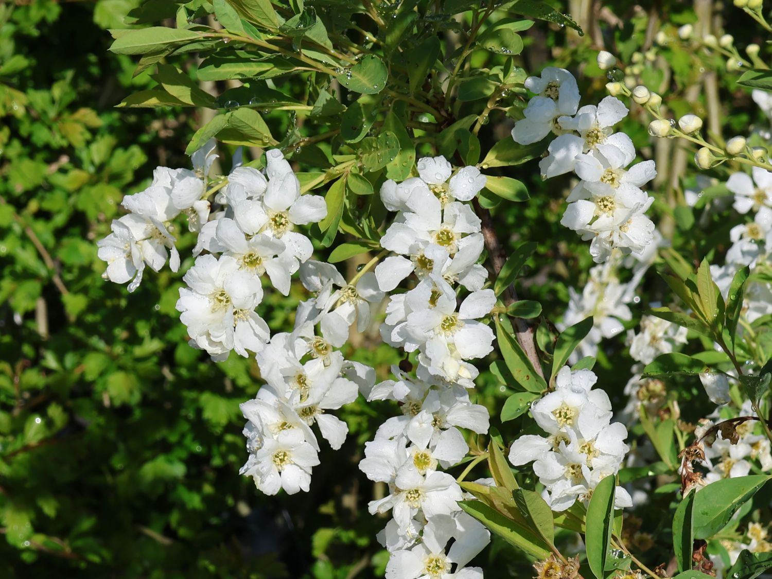Kleine Prunkspiere 'Lotus Moon' - Exochorda macrantha 'Lotus Moon'