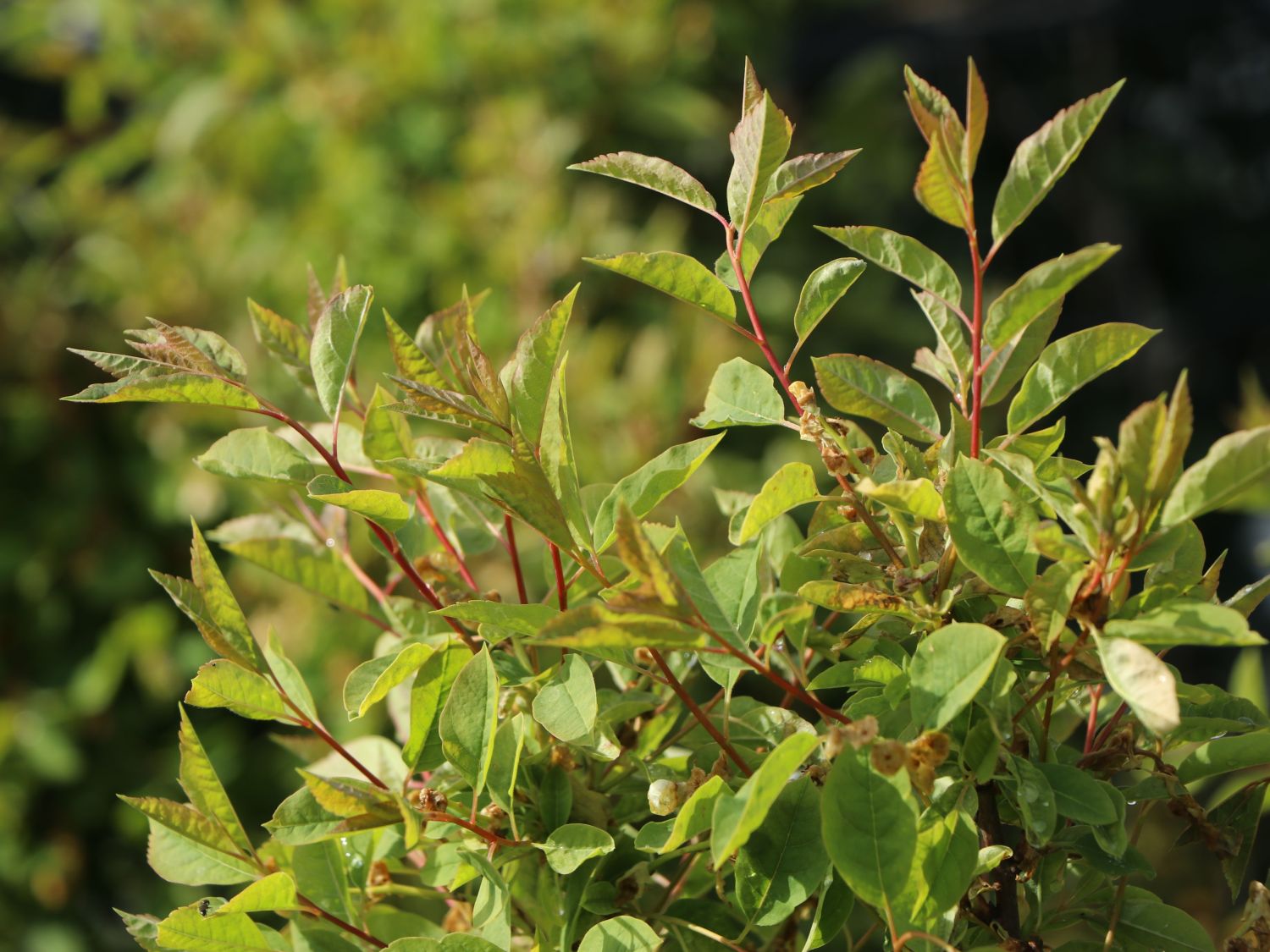 Kleine Prunkspiere 'Lotus Moon' - Exochorda macrantha 'Lotus Moon'