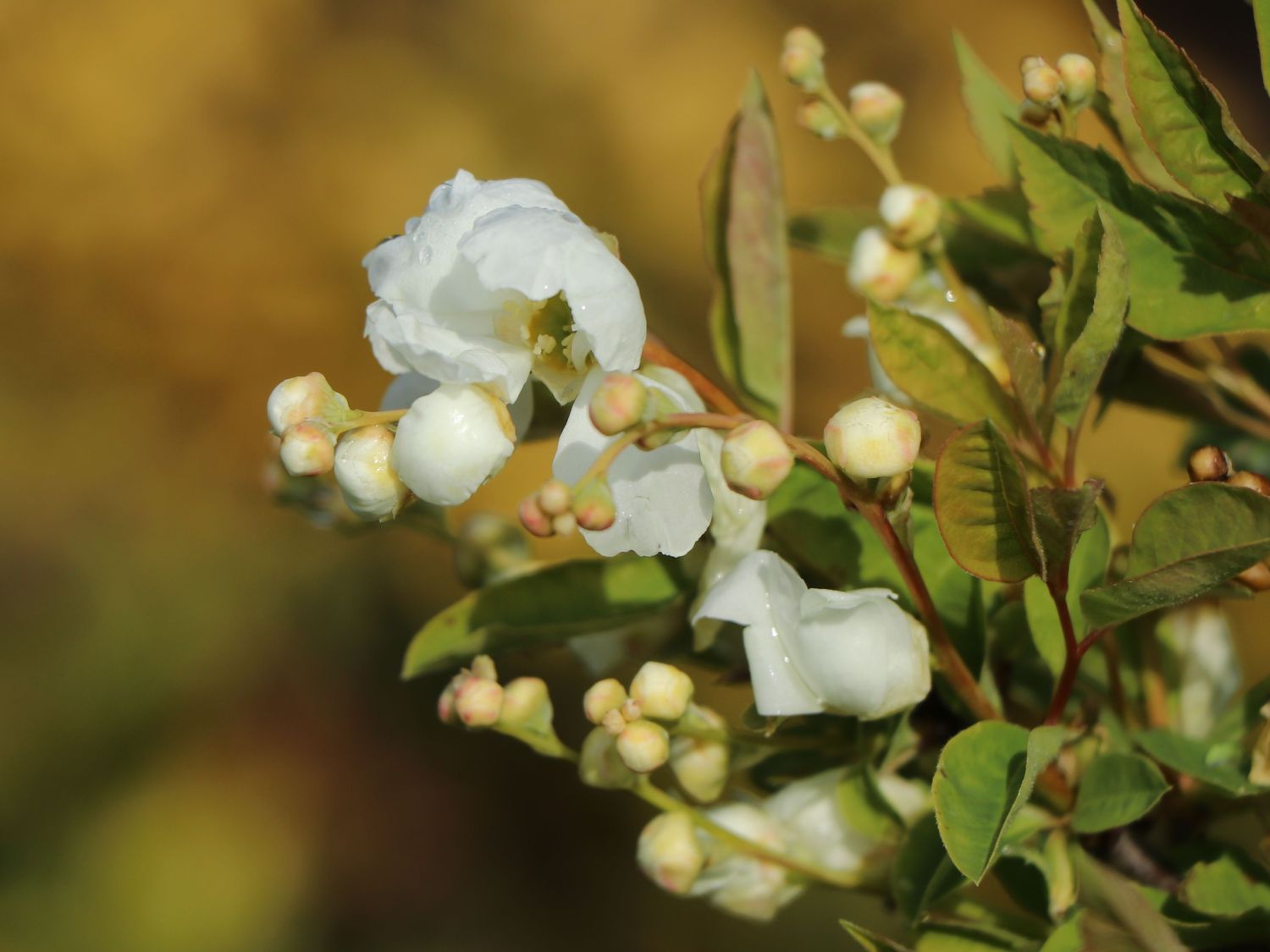 Kleine Prunkspiere 'Lotus Moon' - Exochorda macrantha 'Lotus Moon'