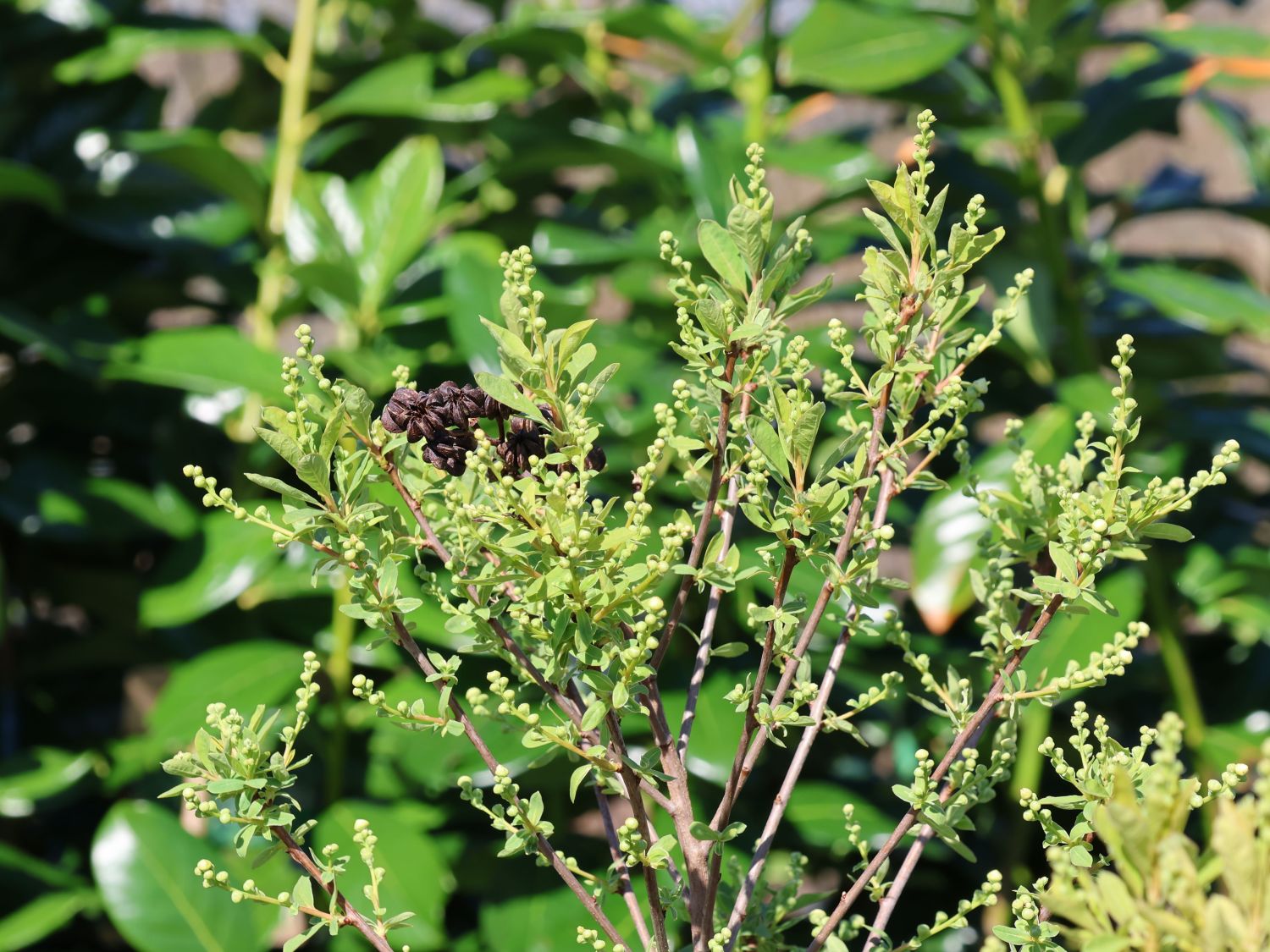 Kleine Prunkspiere 'Lotus Moon' - Exochorda macrantha 'Lotus Moon'