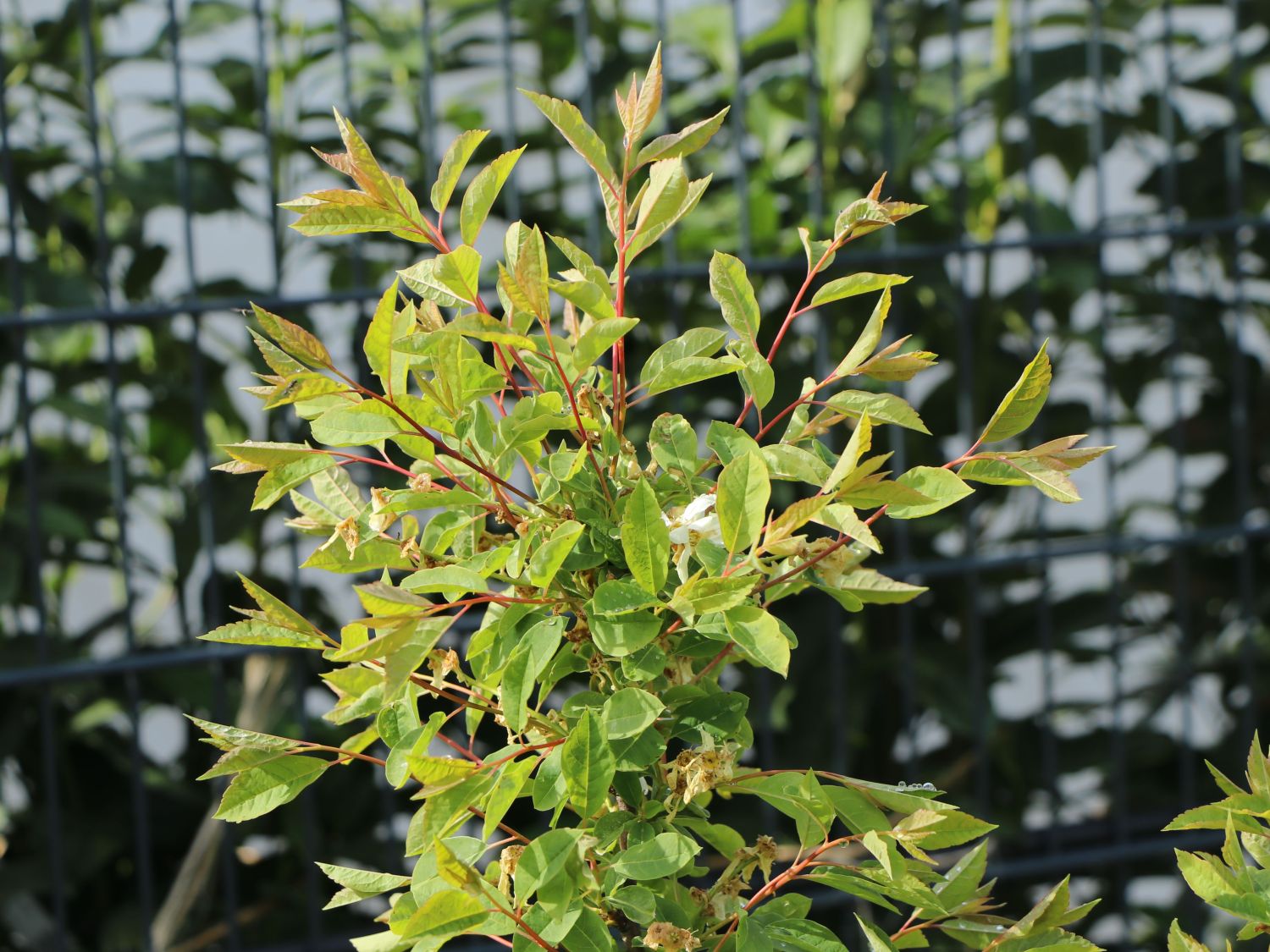 Kleine Prunkspiere 'Lotus Moon' - Exochorda macrantha 'Lotus Moon'