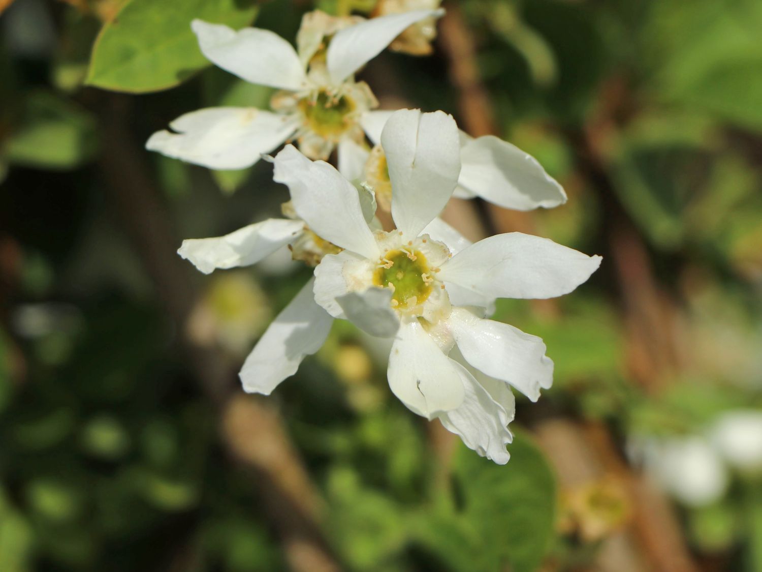 Kleine Prunkspiere 'Lotus Moon' - Exochorda macrantha 'Lotus Moon'