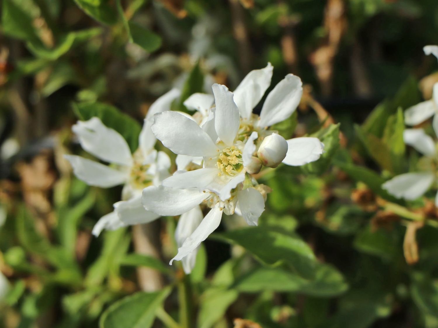 Kleine Prunkspiere 'Lotus Moon' - Exochorda macrantha 'Lotus Moon'
