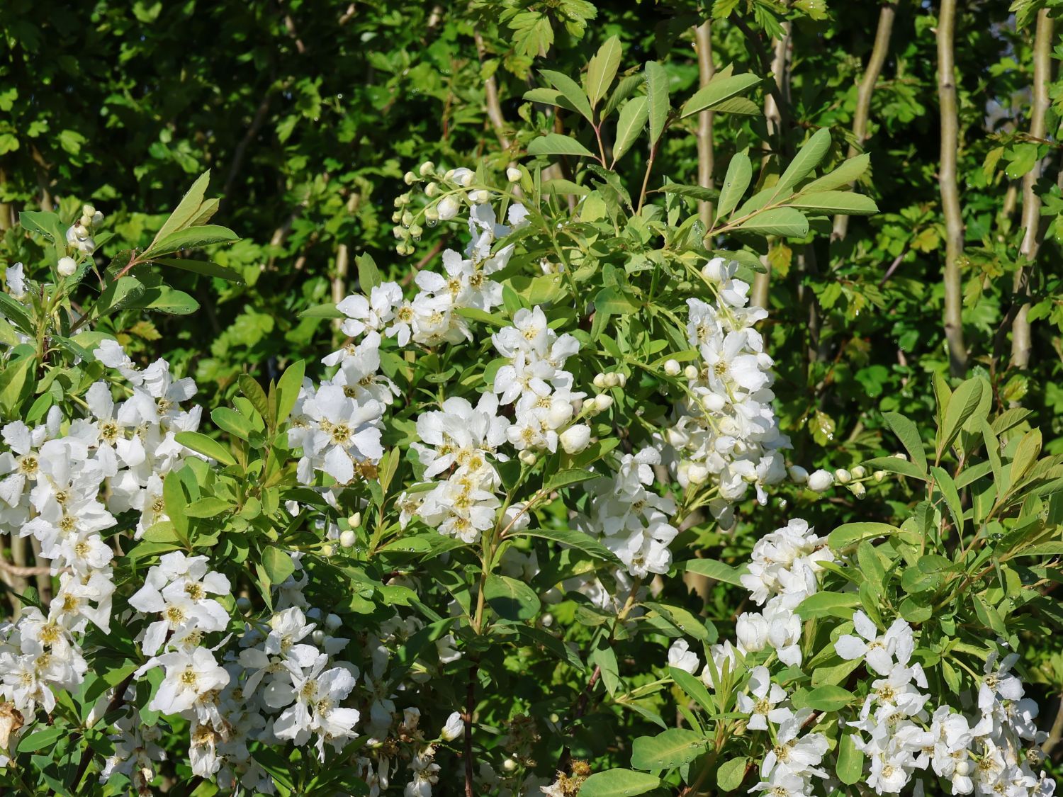 Kleine Prunkspiere 'Lotus Moon' - Exochorda macrantha 'Lotus Moon'