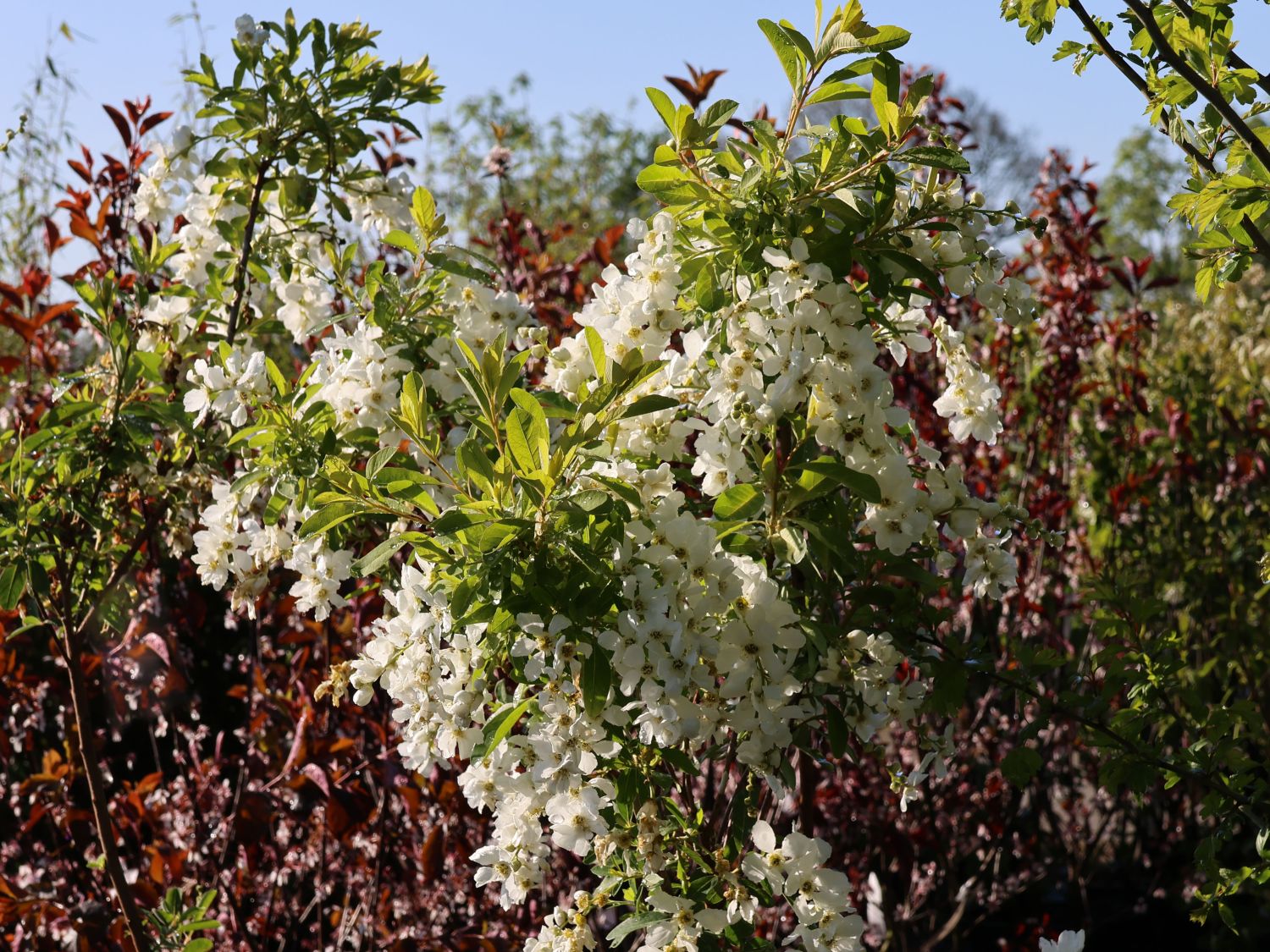 Kleine Prunkspiere 'Lotus Moon' - Exochorda macrantha 'Lotus Moon'