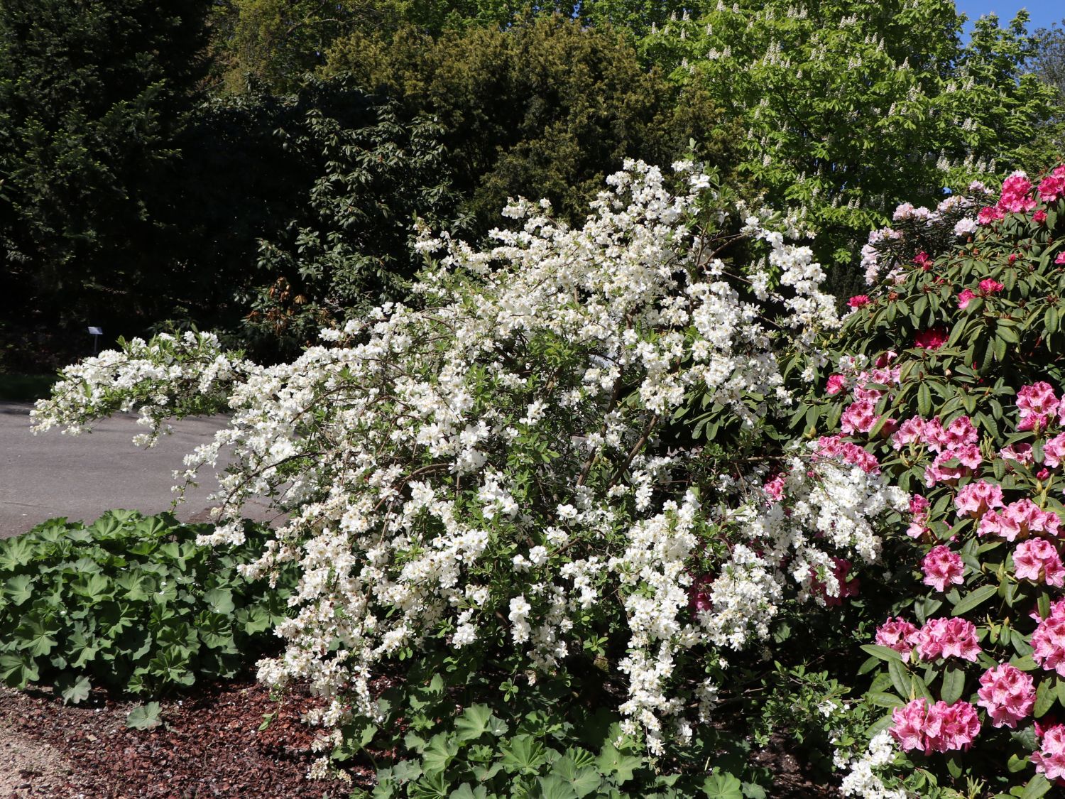 Kleine Prunkspiere 'The Bride' - Exochorda macrantha 'The Bride'