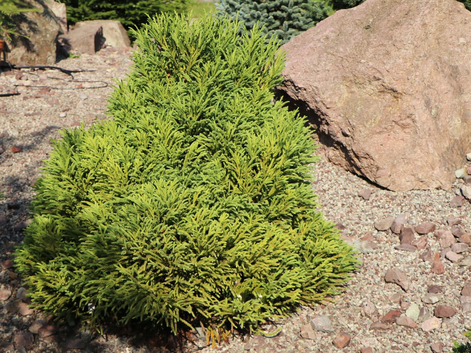 Kleine Sicheltanne 'Globosa Nana' - Cryptomeria japonica 'Globosa Nana'