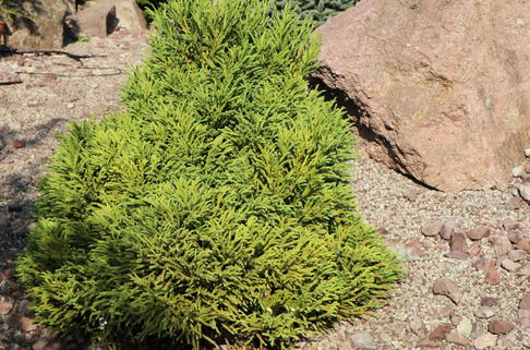 Kleine Sicheltanne 'Globosa Nana' - Cryptomeria japonica 'Globosa Nana'