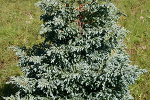 Kleine Silberzypresse