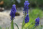 Kleine Traubenhyazinthe - Muscari botryoides