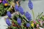 Kleine Traubenhyazinthe - Muscari botryoides