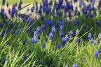 Kleine Traubenhyazinthe - Muscari botryoides