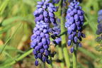 Kleine Traubenhyazinthe - Muscari botryoides
