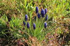 Kleine Traubenhyazinthe - Muscari botryoides