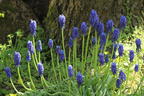 Kleine Traubenhyazinthe - Muscari botryoides