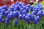 Kleine Traubenhyazinthe - Muscari botryoides