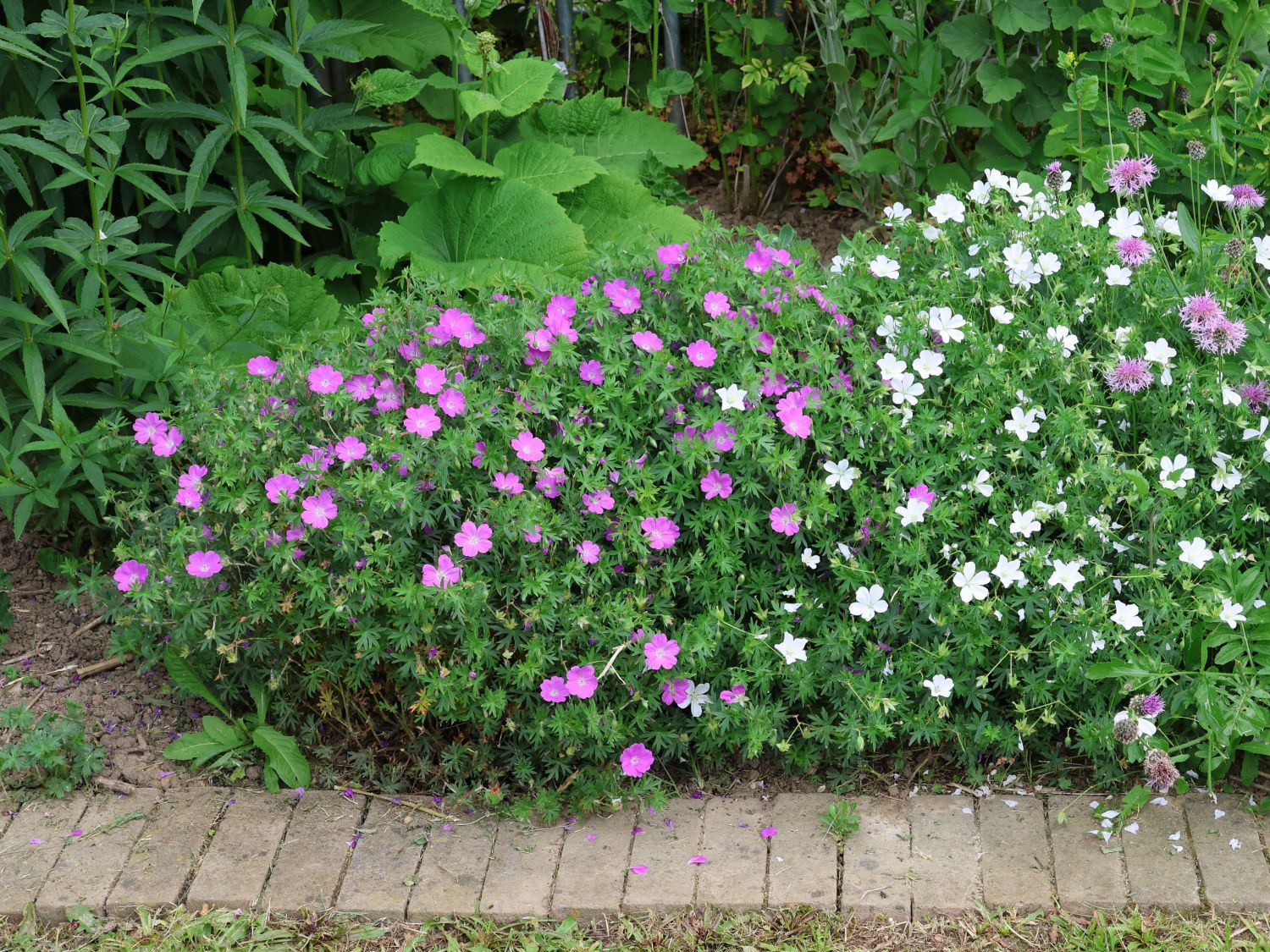 Kleiner Blut-Storchschnabel 'Nanum'