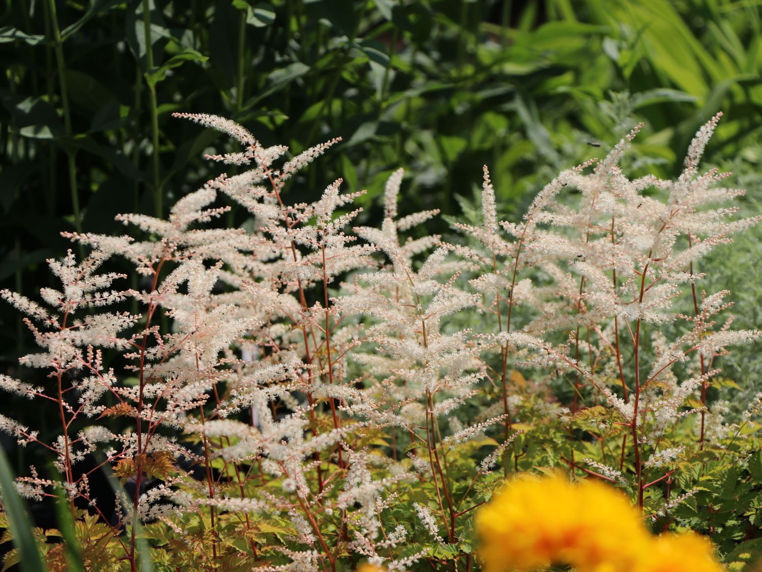 Kleiner Geißbart 'Misty Lace' - Aruncus aethusifolius 'Misty Lace'