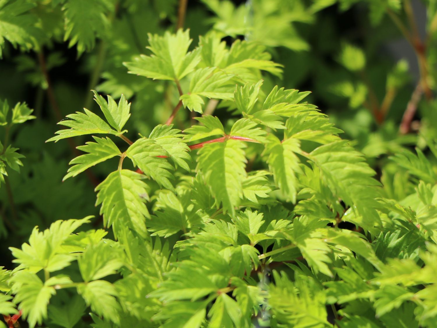 Kleiner Geißbart 'Noble Spirit'