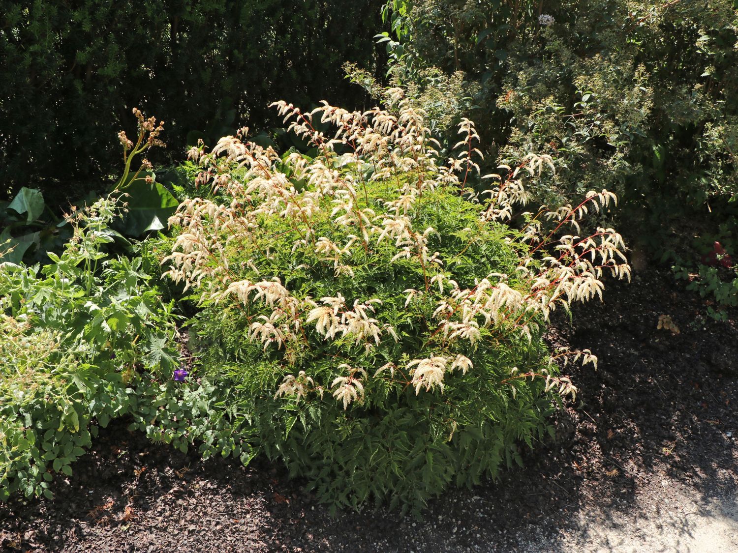 Kleiner Geißbart 'Perlhuhn'