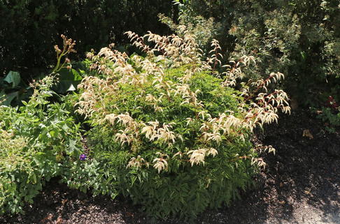Kleiner Geißbart 'Perlhuhn' - Aruncus aethusifolius 'Perlhuhn'