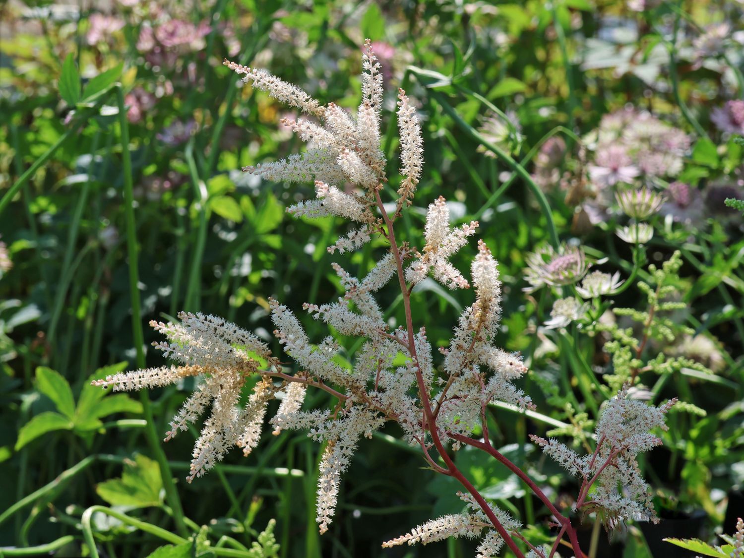 Kleiner Geißbart 'Woldemar Meier'